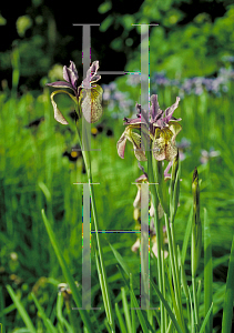 Picture of Iris chrysographes 