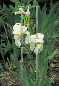Picture of Iris germanica var. florentina 