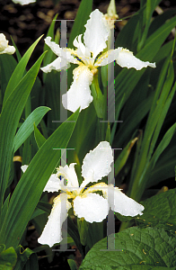 Picture of Iris tectorum 'Album'