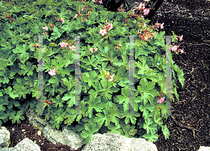 Picture of Geranium macrorrhizum 