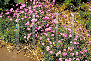 Picture of Dianthus gratianopolitanus 'Tiny Rubies'