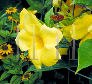 Picture of Allamanda cathartica 