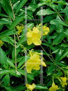 Picture of Allamanda cathartica 