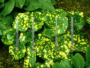 Picture of Farfugium japonicum 'Aureo-maculata'