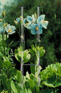 Picture of Meconopsis betonicifolia 