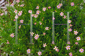 Picture of Coreopsis rosea 