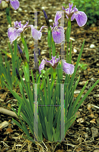 Picture of Iris setosa 
