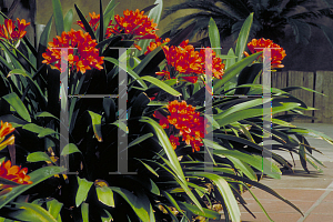 Picture of Clivia miniata 