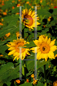 Picture of Helianthus annuus '7111'