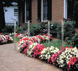 Picture of Begonia semperflorens-cultorum hybrids 