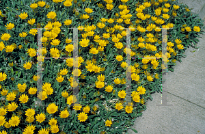 Picture of Gazania rigens 