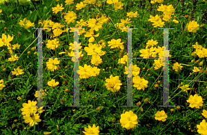 Picture of Cosmos sulphureus 'Lemon Twist'