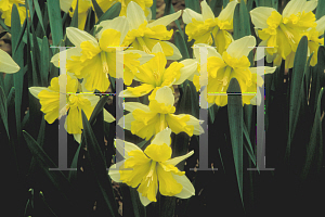 Picture of Narcissus  'Fanline'