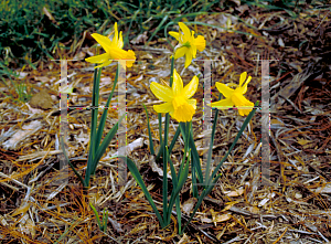 Picture of Narcissus  'February Gold'