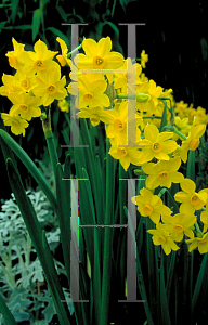 Picture of Narcissus  'Grand Soleil d'Or'