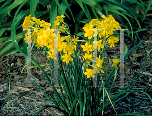 Picture of Narcissus  'Baby Moon'