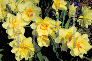 Picture of Narcissus  'Copeland'