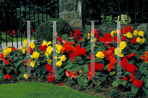 Picture of Begonia tuberhybrida hybrids 