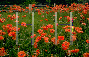 Picture of Papaver orientale 