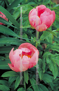 Picture of Paeonia lactiflora 'Laura Magnos'