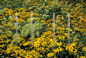 Picture of Rudbeckia hirta 'Irish Eyes'