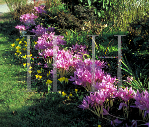 Picture of Colchicum autumnale 