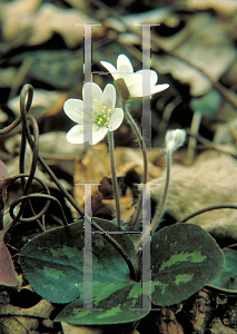 Picture of Hepatica americana 