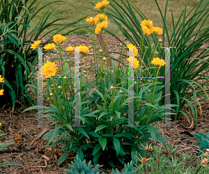 Picture of Coreopsis grandiflora 'Early Sunrise'