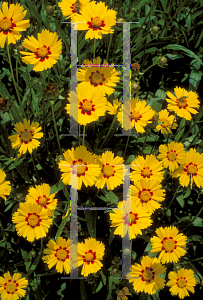 Picture of Coreopsis lanceolata 'Baby Sun'