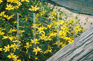 Picture of Coreopsis verticillata 'Moonbeam'