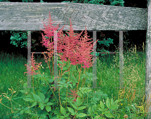 Picture of Astilbe x arendsii 