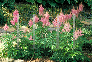 Picture of Astilbe x arendsii 