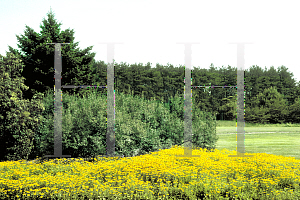 Picture of Rudbeckia fulgida var. sullivantii 'Goldsturm'