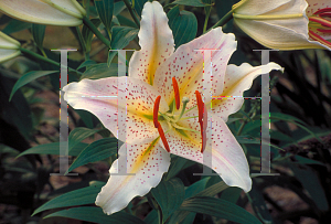 Picture of Lilium  'Bright Star'