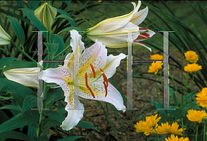 Picture of Lilium  'Bright Star'