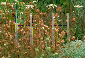 Picture of Nigella damascena 