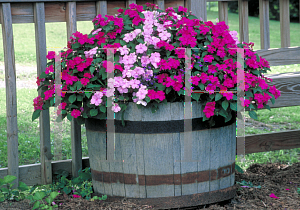 Picture of Impatiens walleriana 