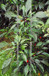 Picture of Capsicum annuum var. annuum 