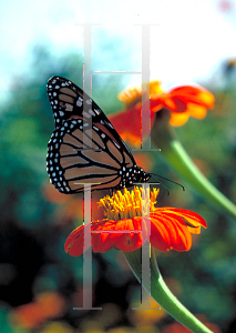 Picture of Tithonia rotundifolia 