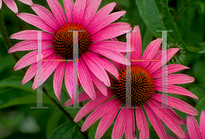 Picture of Echinacea purpurea 