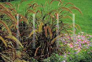 Picture of Pennisetum setaceum 'Rubrum'