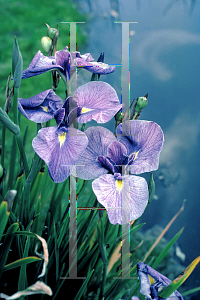 Picture of Iris ensata 