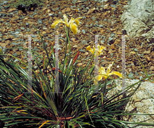 Picture of Iris innominata 