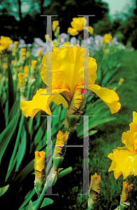 Picture of Iris germanica 'Gold Galore'