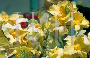 Picture of Canna x generalis 'Primrose Yellow'