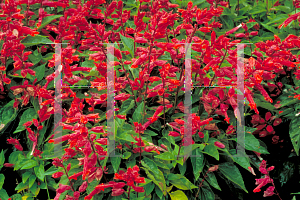 Picture of Salvia splendens 'Sizzler Burgundy'