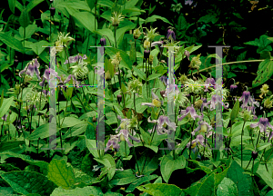 Picture of Clematis integrifolia 