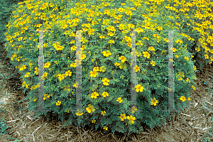 Picture of Tagetes tenuifolia 'Golden Gem'