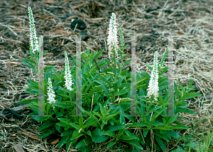 Picture of Veronica alpina 'Alba'