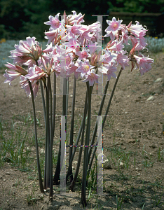 Picture of Amaryllis belladonna 